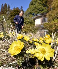 春告げる黄色の花　足利でフクジュソウ見…