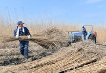 よしずの原料 ヨシ刈り最盛期　栃木の渡…