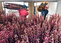 淡紅のつぼみ桃の節句へ　ハナモモ出荷最…