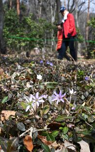 雪割草が春の訪れ告げる　みかも山公園で…